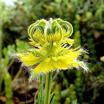 Love In A Mist Transformer Seeds Nigella Orientalis Fresh Seeds Fast Shi... - $23.66 CAD