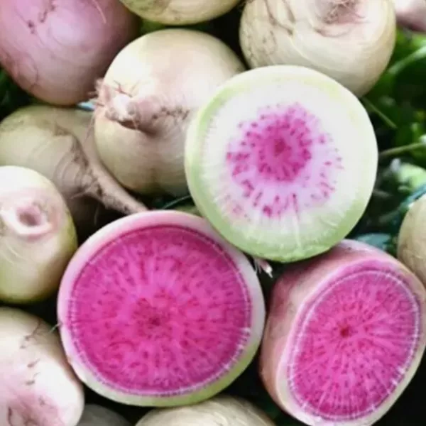 10 Watermelon Radish Seeds Fresh Gardening USA Shipping - $6.99