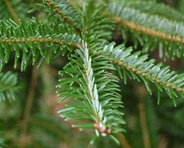 Abies Fabri (Faber Fir) 20 seeds - £3.46 GBP