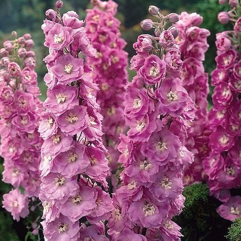 50 pcs Pinkish Light Purple Delphinium Flowers Seeds FRESH SEEDS - $3.84