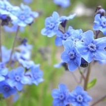 Chinese Forget Me Not Seeds Flower Seeds Home Garden 100 Seeds - £6.26 GBP