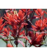 SMX Castilleja Linariifolia Wyoming Narrow Leaved Desert Paintbrush 50 S... - $38.10 CAD