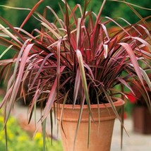 Fast Ship USA Seller Phormium New Ornamental Grass Seeds New Zealand Flax 10 See - $13.98