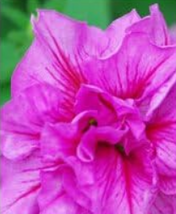 Double Petunia Double Cascade Series Flower Seed Color 5 New Fresh Seeds USA - $11.26