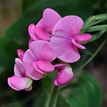 Sweet Peas- Pearl Pink- 15 seeds Tera Store - £4.78 GBP