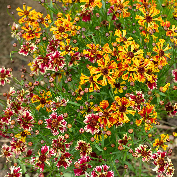 Coreopsis Incredible Sea Shells Mix, 100 Seeds R - £13.06 GBP