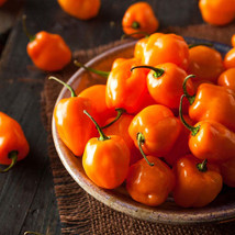 Orange Habanero Pepper Seeds 20 Seeds Non Gmo Fresh New - £5.94 GBP