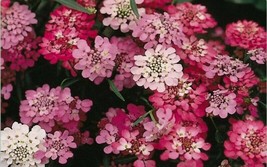 20 Candytuft Perennial White Pink Flower SeedsFrom US  - $8.35