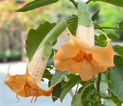 From US 10 Sunshine Angel Trumpet Seeds Flowers Seed Flower Brugmansia Datura 67 - $10.79