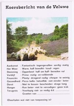 Holland Netherlands Postcard Koersbericht van de Veluwe Sheep Lavender - £1.70 GBP