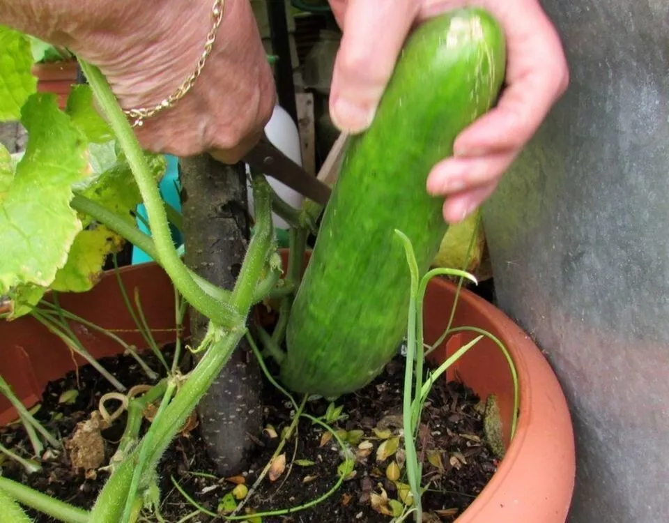 WWATER 25 Tokiwa Tokyo Green Heirloom Cucumbers Vegetable Garden Planting Seeds - $8.96