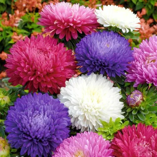 500 Powder Puff China Aster Seeds Rainbow Chrysanthemum Mix Cut Flowers ... - $10.78