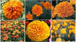 Golden Marigolds Annual Flowers Shades Of Golden Orange 50 Seeds Garden ... - $8.97