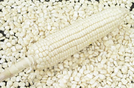 100 Truckers Favorite White Sweet Corn Zea Mays Vegetable Seeds - £16.10 GBP