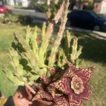 Plants Stapelia Pulchella Plant Perennial Flower Bonsai 120 PCS Seeds - $9.08