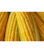 50 HONEY SELECT CORN Sweet Yellow S.E. Sh2 Zea Mays Vegetable Seeds SS - $7.46