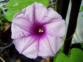 Ipomoea Leptophylla Bush Morning Glory 5 Seeds - $11.58