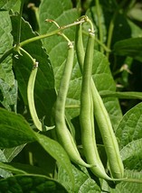 100 Seeds Burpee Stringless Green Bean Delicious Bean Heirloom Organic  - £13.18 GBP