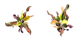 Croton Mammy Codiaeum Mammy Houseplant Foliage plant Indoor Trees 4” Pot - $38.99