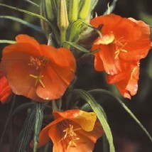 PowerOn 50+ Sunset Boulevard Evening Primrose Flower Seeds /Perennial / Oenother - £5.78 GBP