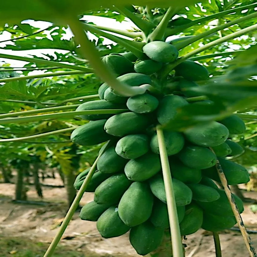 20 Dwarf Hawaiian Solo Sunrise Strawberry Papaya Tree Seeds Carica Fruit Plant - £9.68 GBP