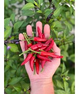 Red Thai Pepper Seeds Oriental Peppers Spicy Hot Seeds Packet Fast Shipping - $13.09