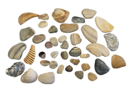 Seashells Lot of 38 Variety of Ocean Sea Shells Estate Find Collection - £18.28 GBP
