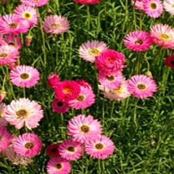 Paper Daisy- Rose- 50 Seeds Fresh Garden - £5.94 GBP