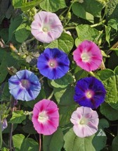 Sunrise Blend Morning Glory Seeds 2 Grams Fresh - £14.37 GBP