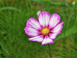 300 Candy Stripe Cosmos Cosmos Bipinnatus Flower Seeds From US  - $8.35