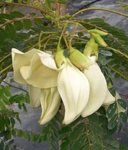 White Hummingbird Tree -White West Indian Pea - 5+ seeds Ed 059 - £2.39 GBP