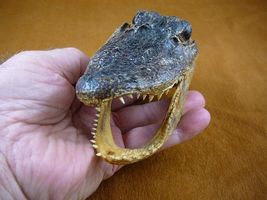 An item in the Sporting Goods category: G-Def-249) 4-1/8" Deformed Gator ALLIGATOR HEAD jaw teeth TAXIDERMY weird gators