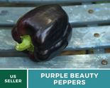 Purple beauty sweet pepper 1 thumb155 crop