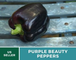 30 Seeds Purple Beauty Sweet Pepper Heirloom Seed GMO Free Capsicum annuum - $19.23