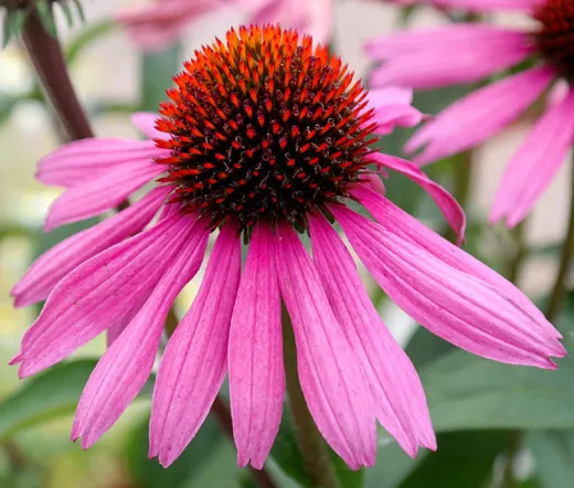 Coneflower Purple Echinacea Purpurea 200 Seeds Fresh Seeds - $23.98