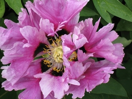 Red Rockii Tree Peony Garden Flowers, 5 Seeds - £8.66 GBP