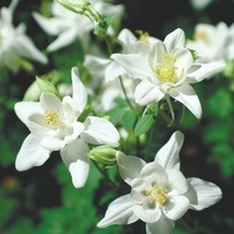 Fresh Seeds Columbine Seeds Aquilegia Caerulea Crystal Star Flower Seeds... - £16.05 GBP