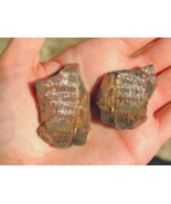 Fern Leaf Fossil Pair Shale Stone from Missouri for Display or Collection - $30.18 CAD