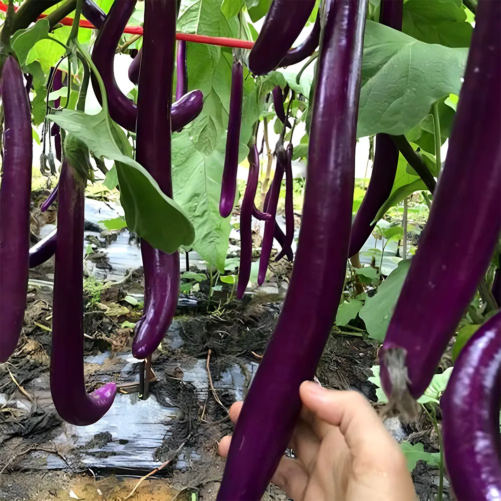 US Seller 100 pcs/bag Purple Pleasure: Hangzhou Eggplant Seeds - Slim an... - £7.43 GBP