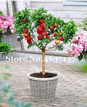 Peach Bonsai Dwarf Tree Eat Delicious Juicy Meaty Fruit Couryard S Semillas Fres - $10.78