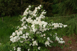 Viburnum Popcorn - Japanese Snowball Bush - Established - 3 Plants in 2.5&quot; Pots - £61.37 GBP