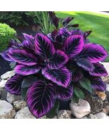 Beautiful Plant Seeds Purple Tip Calathea Couture Flower Indoor or Outdoor - $7.49