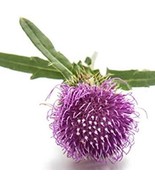 SEPTH Burdock Seeds Arctium Lappa B158 - $12.21 CAD