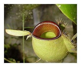 Nepenthes ampullaria hot lips - £2.22 GBP