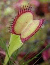 Dionaea muscipula Seiter clone red line outside Venus flytrap - $3.30