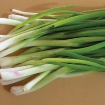 Fast Ship USA Seller 500 Onion Seeds Nabechan Onion Green Onion Seeds Bunching - $18.00