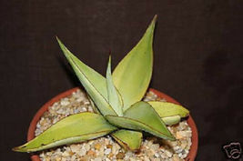 4" pot AGAVE GUIENGOLA lime marginata variegated rare succulent collection plant - $29.98