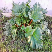 New Fresh Seeds Rhubarb Victoria Seeds Vegetable Seeds - $14.00