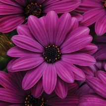 USA Seller 1D2 Osteospermum Seeds 100 Osteospermum Akila Purple Fast Shipping - $52.70