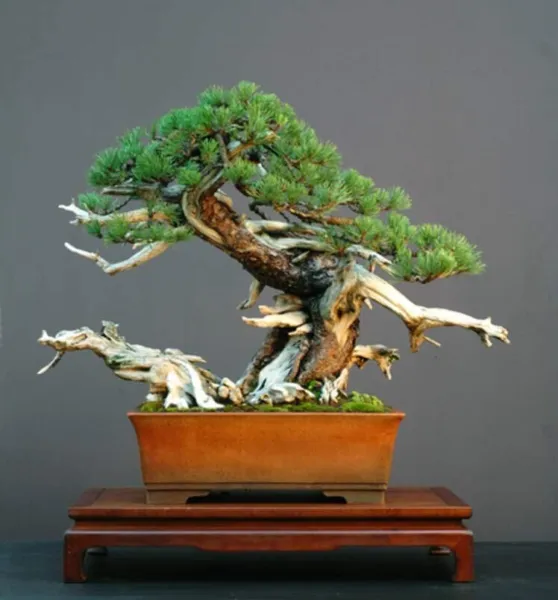 Fresh 30 Dwarf Mugo Pine Bonsai Tree Seeds To Grow Pinus Mugo Pumilio Garden - £13.87 GBP